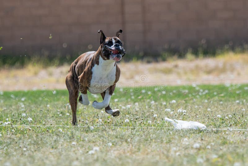 Boxer on the fast cat lure course with his lips and spit flying everywhere. Boxer on the fast cat lure course with his lips and spit flying everywhere