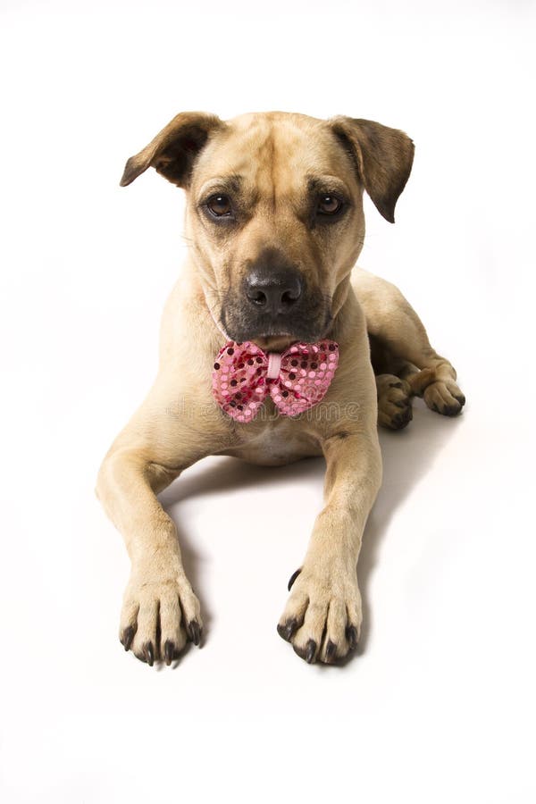 Boxer Mix Picture. Image 19288394