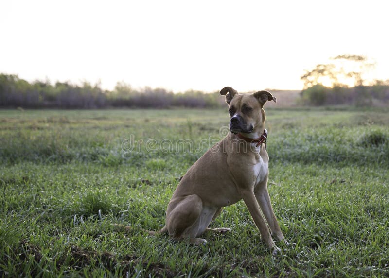Boxer mix dog stock image. Image of field, boxer, grass - 79476823