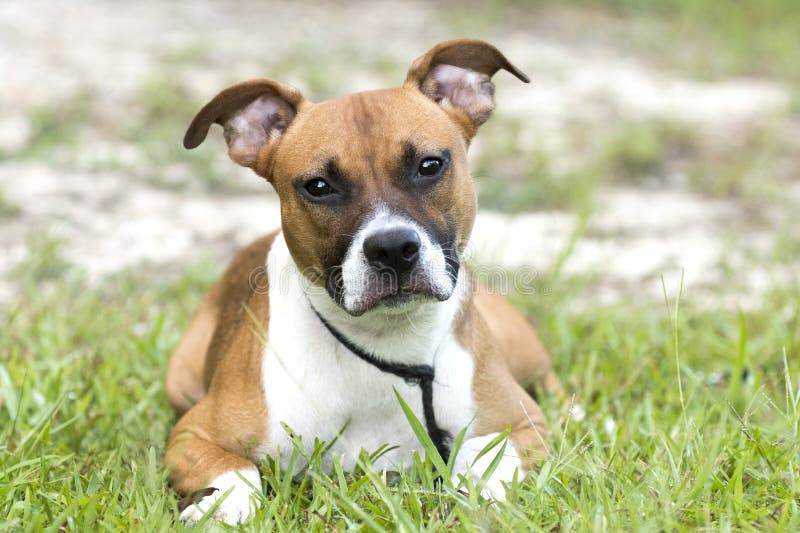 black and white pitbull boxer mix black and white pitbull boxer mix