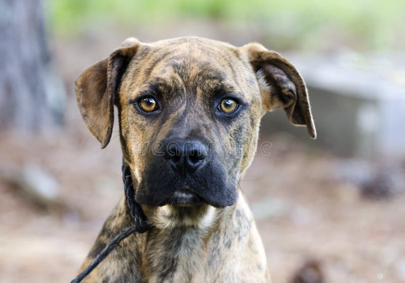 Boxer Plott Hound Pitbull mixed breed dog