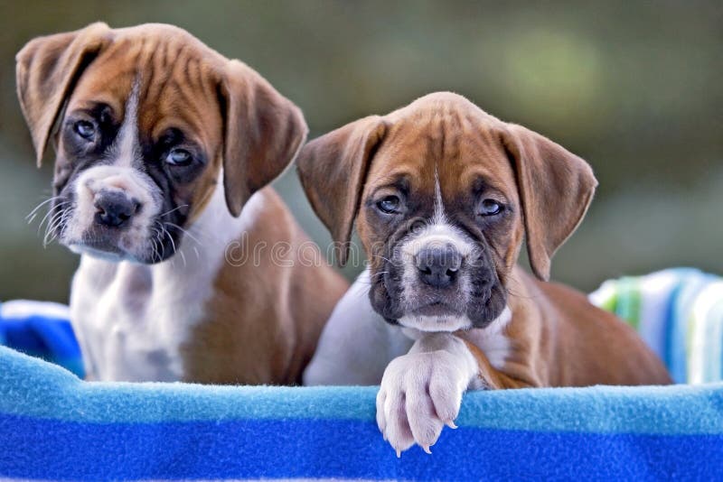 680 Boxer Puppies Stock Free & Royalty-Free Photos from Dreamstime