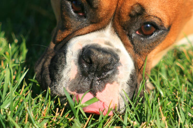 Boxer Dog Eating Spaghetti stock photo. Image of fawn 20664212