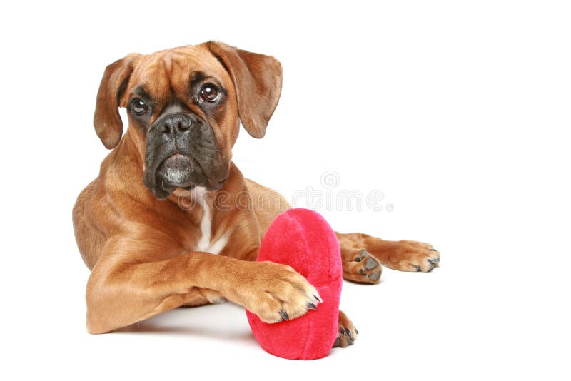 Boxer dog with a heart stock photo. Image of heart, sitting 18898136