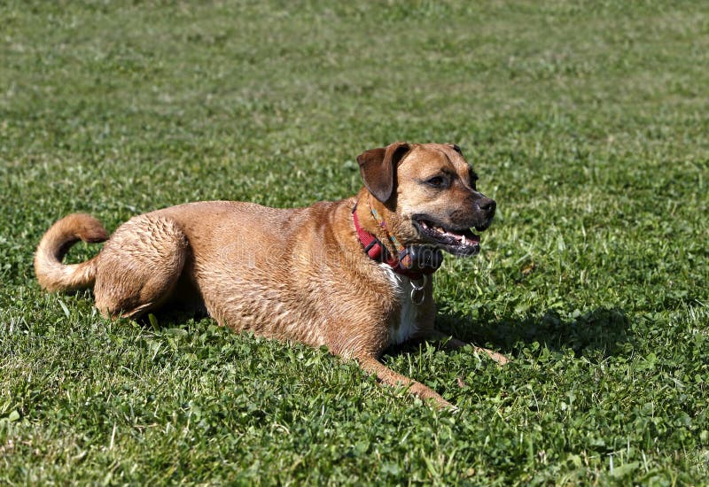 Boxer/Rhodesian Ridgeback Mixed Breed Dog Royalty Free Stock