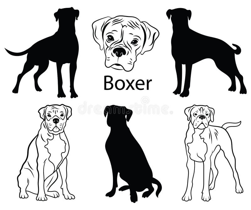 Boxer Set Collection of Pedigree Dogs Black White Illustration of a Boxer  Dog Vector Drawing of a Pet Tattoo Stock Vector  Illustration of puppy  outline 159420690