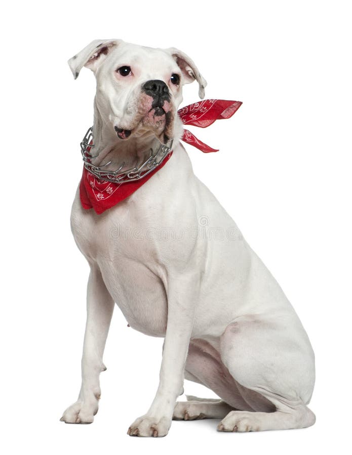 Dalmation Dog Wearing a Red Fireman Hat Stock Photo - Image of fire ...