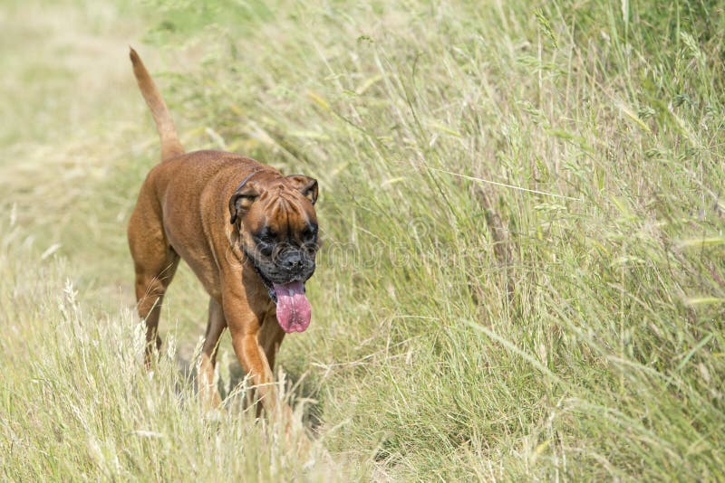 A Boxer Young Puppy Dog while Running Stock Photo Image of adorable
