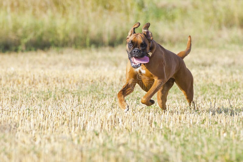 A boxer young puppy dog while running