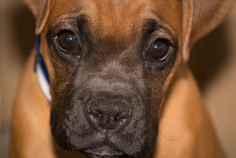 BoxerZuchtWelpe stockfoto. Bild von amerikanisch, blätter 134407022