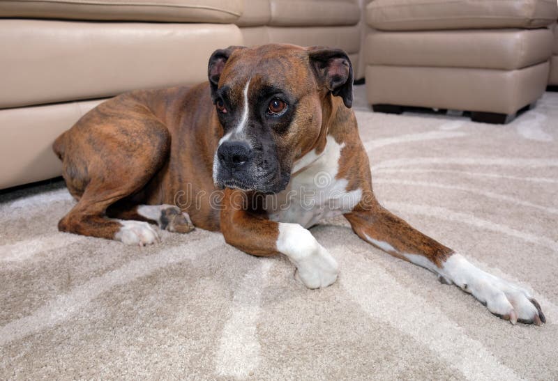 Download Boxerhund, Der Auf Teppich Nahe Sofa Legt Stockbild - Bild von teppich, haupt: 90237609