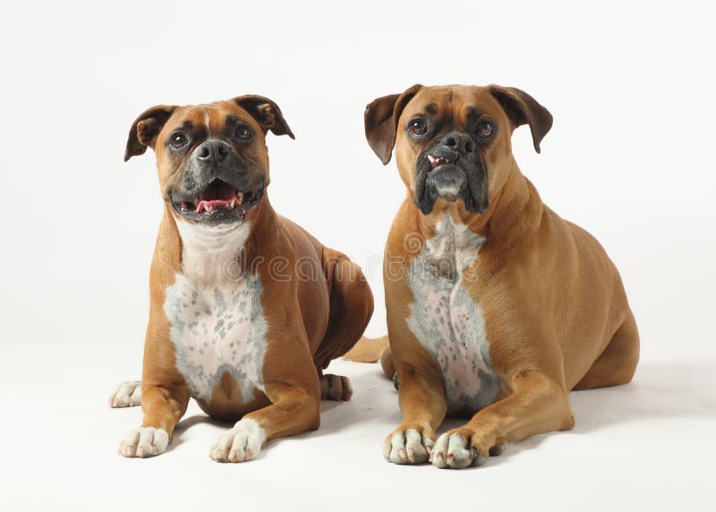 Two guard dogs boxers stock photo. Image of insurance 25389736