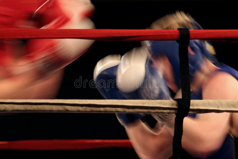 Boxers stock photo