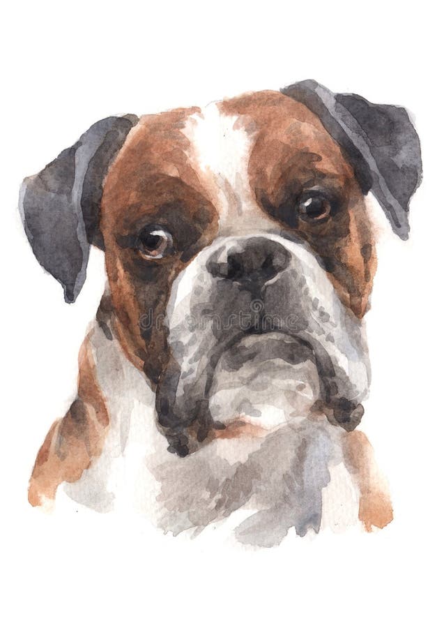 Boxers are dogs that are sleek, compact, small heads, have a cute habit, like to play, fun, sometimes they may look too much. Boxers are dogs that are sleek, compact, small heads, have a cute habit, like to play, fun, sometimes they may look too much.