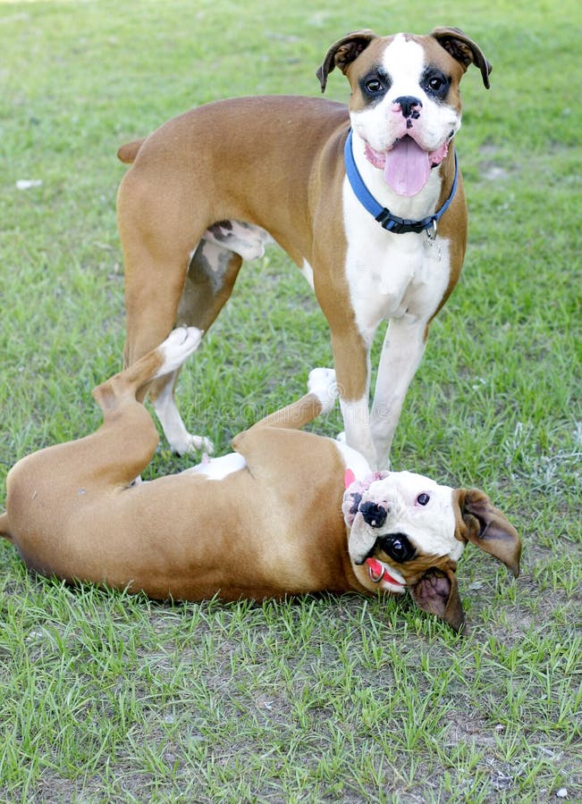 Boxers playing stock image. Image of puppy, mixed, breed 6305509