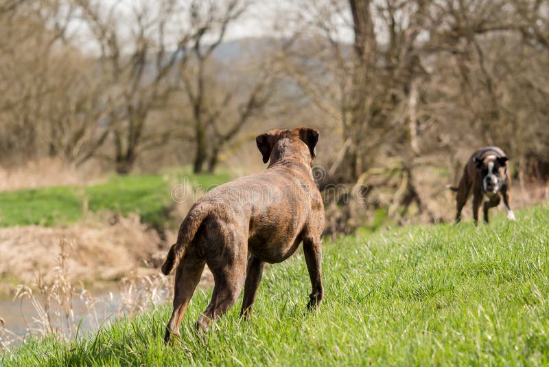 Boxers are Playing Outside in the Meadow Stock Photo Image of