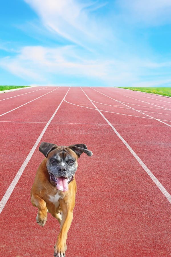 Happy playful boxer breed running towards the camera on sport track. Happy playful boxer breed running towards the camera on sport track