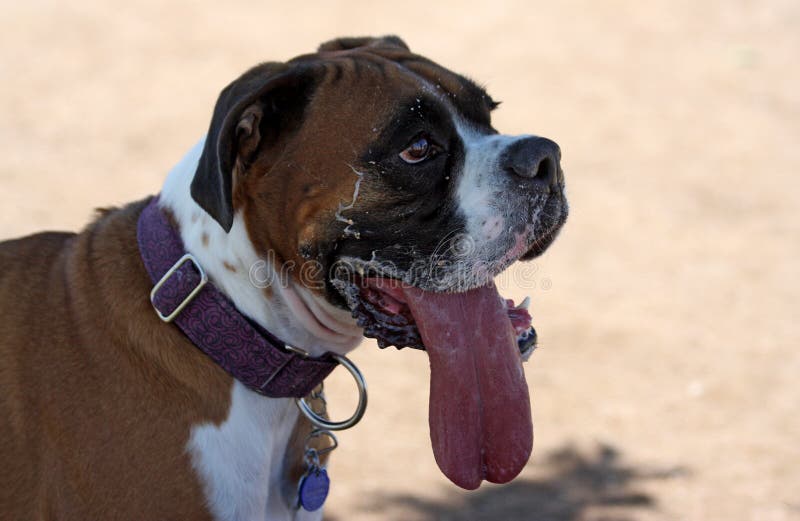 A happy boxer covered in spit from playing at the park. A happy boxer covered in spit from playing at the park