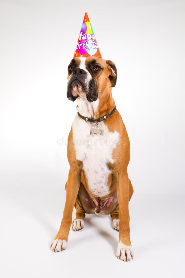 Boxeur Dans Un Chapeau De Reception Image Stock Image Du Anniversaire Chapeau 1879 Boxeur Dans Un Chapeau De Reception Image Stock Image Du Anniversaire Chapeau 1879