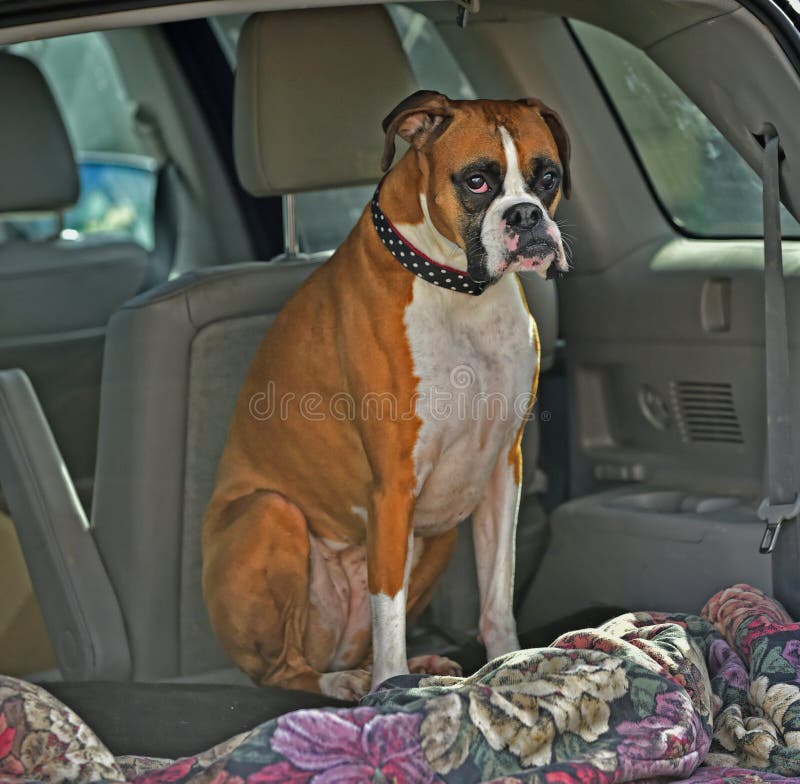 Boxeur féminin triste de faon attendant dans la voiture HDR photos stock Boxeur féminin triste de faon attendant dans la voiture HDR photos stock