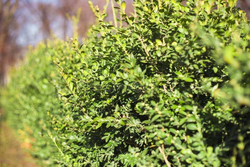 Boxwood background stock image. Image of hedge, plant, spring 140669