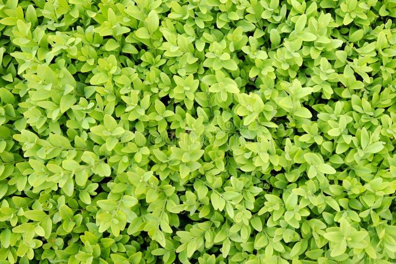 Boxwood Background in the Spring Garden Stock Image Image of plant