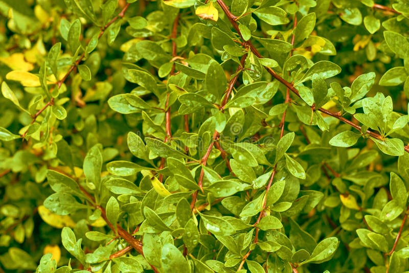 Boxwood green leaf texture. Leaves texture background. Creative layout of green leaves. stock image