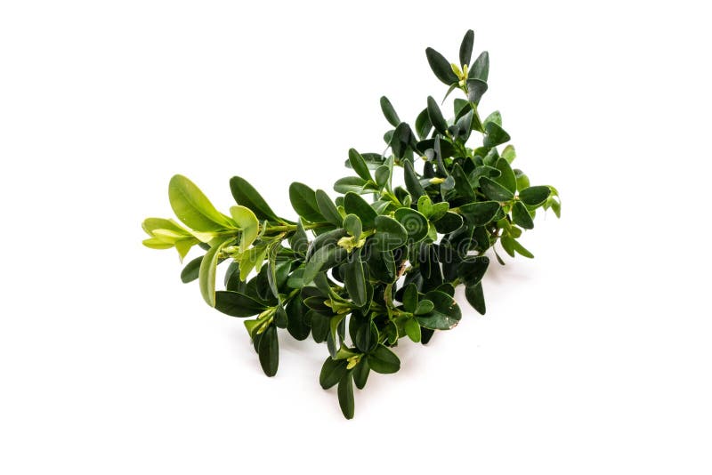 Boxwood Isolated on White Background Stock Image - Image of leaf