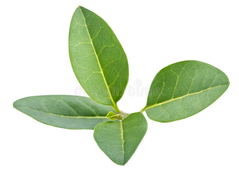 Boxwood kushch leaf isolated with clipping path royalty free stock photos