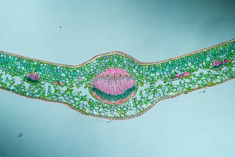 Boxwood leaf stock photos