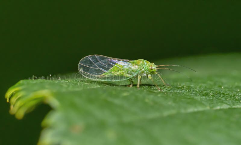 Boxwood psyllid stock image