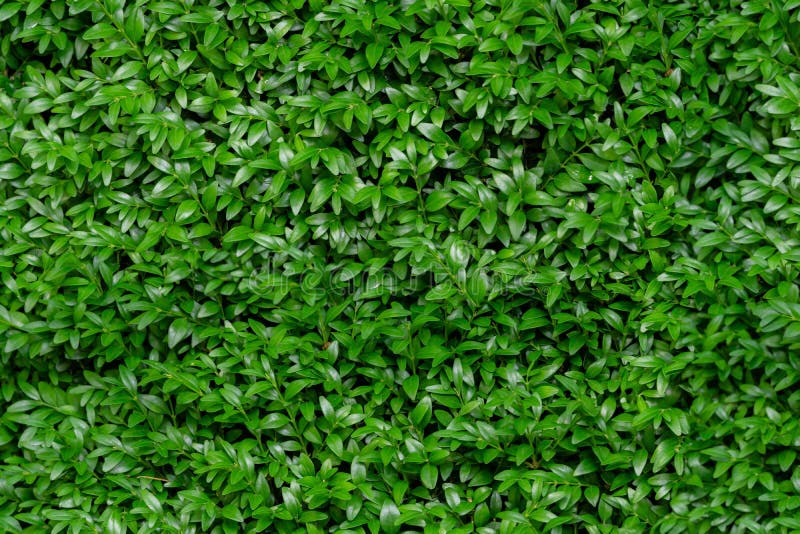 Boxwood seamless background pattern. Natural photo green texture of boxwood Buxus stock photos Boxwood seamless background pattern. Natural photo green texture of boxwood Buxus stock photos