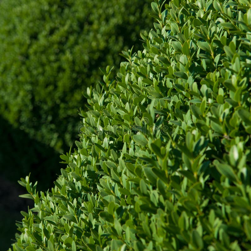 Boxwood topiary