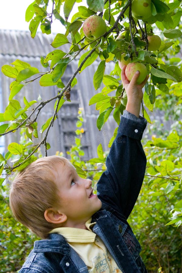 Boy and apples