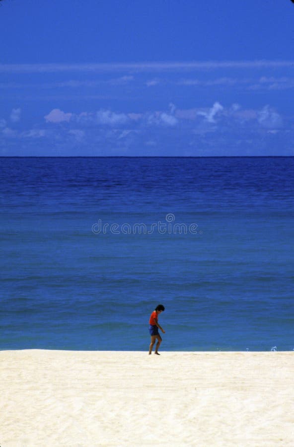 Coast of Kauai, Hawaii stock image. Image of tree, coastal 4194371