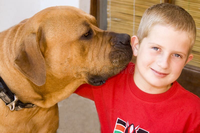 A large male boerboel dog and a young boy sharing a loving moment with a smile and a hug. A large male boerboel dog and a young boy sharing a loving moment with a smile and a hug