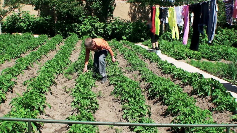 the boy checks young escapes of potatoes on presence of wreckers