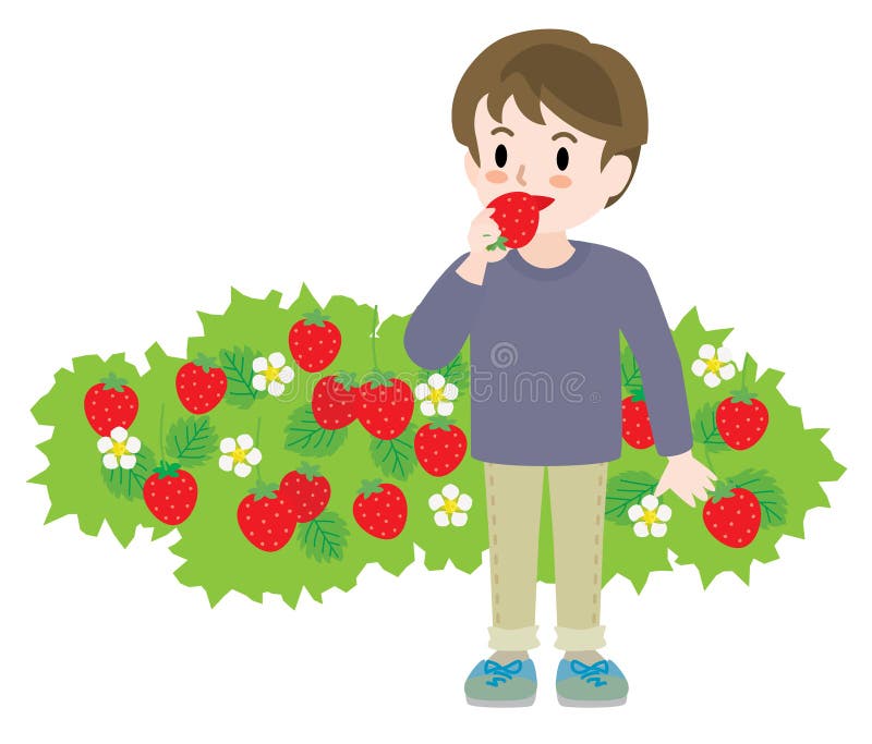The Boy Doing Strawberry Picking. Stock Vector Illustration of little