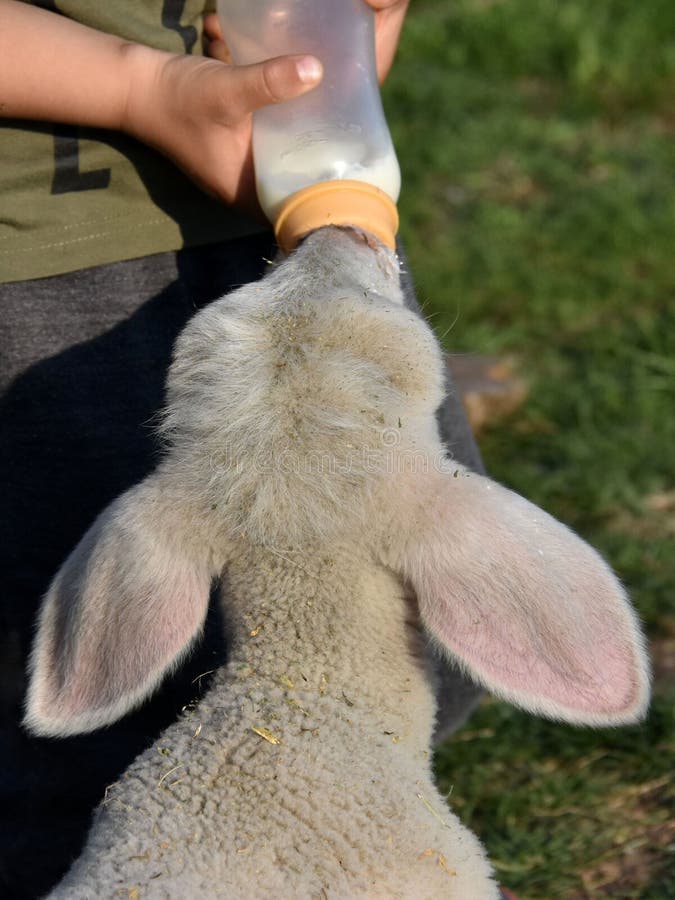 Boy Feeding a Baby Lamb Holding Bottle with Milk Stock Image Image of