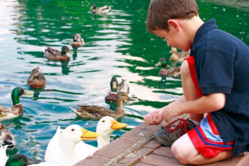 Boy Feeding Ducks