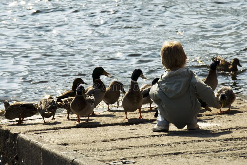 Boy feeding ducks