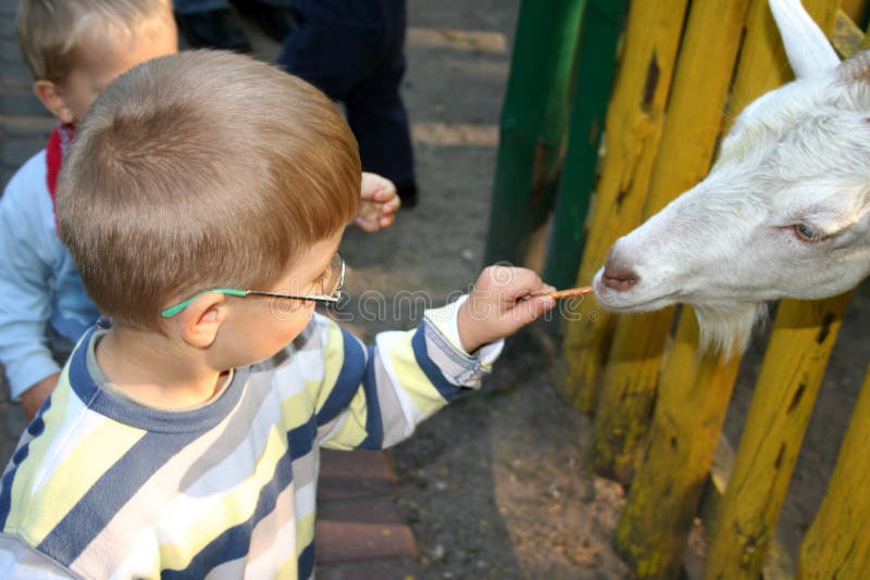 Boy feeding goat