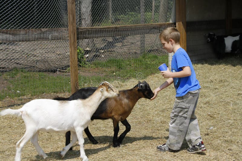Boy Feeding Goats at the Zoo Stock Photo Image of brown, food 15850964