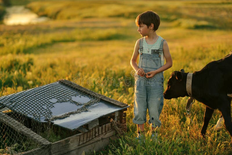 In summer the sun is on the field with a calf boy in jeans with a chicken in his hands. Kid calf stock images, royalty-free photos and pictures