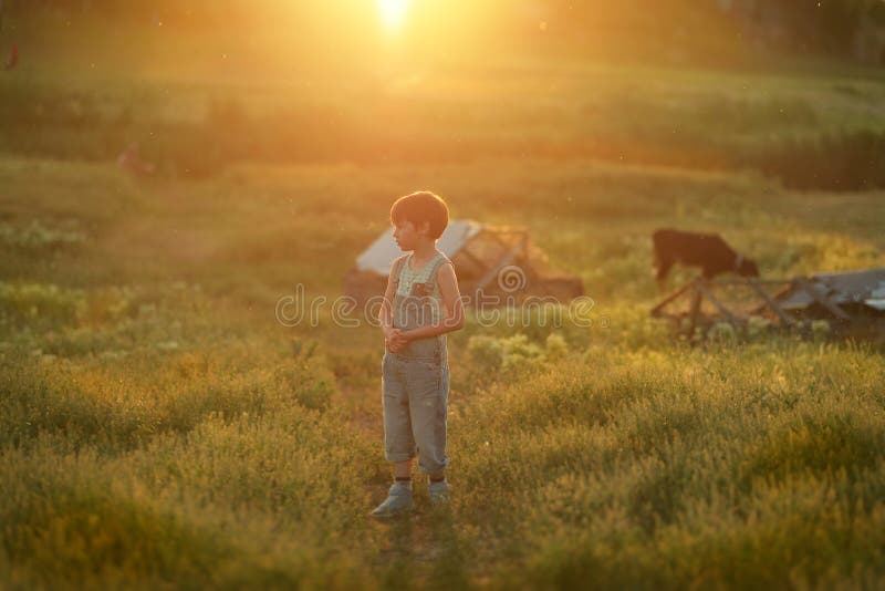Summer in the sun on the field with a calf walking boy in jeans. Kid calf stock images, royalty-free photos and pictures