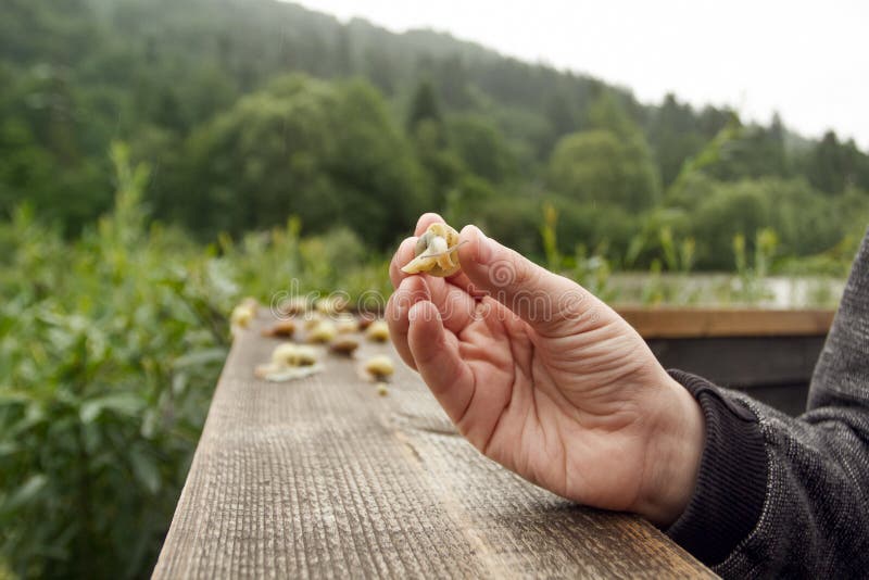 Happy Boy and Group of Snails on the Wooden Plank. Wild Life of Snails in the Nature. Boy discovering the nature