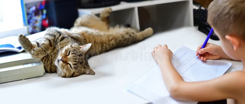 The boy with his cat stock image. Image of happy, homework - 102629027