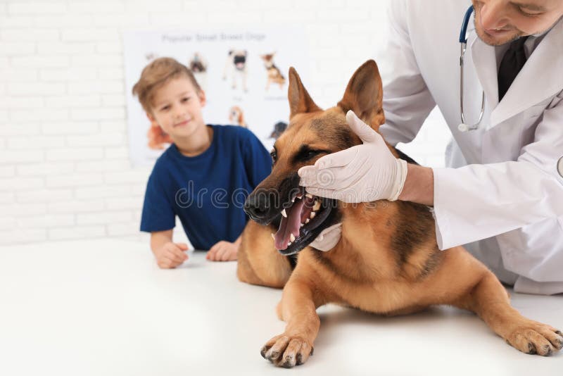 Boy with his pet visiting veterinarian. Doc examining dog`s teeth royalty free stock image Boy with his pet visiting veterinarian. Doc examining dog`s teeth royalty free stock image