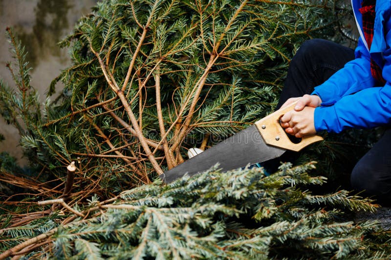 boy-holding-a-saw-near-cutting-down-christmas-tree-stock-image-image