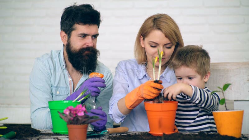 Boy holds the flower in his hands and pours it on the ground. Concept of seedlings. Boy helps parents plant flowers